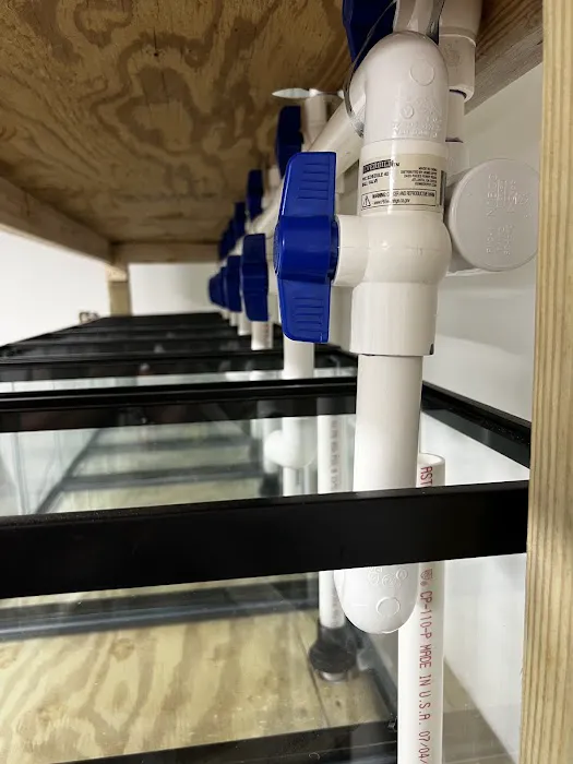 Coral King’s LLC Picture 2