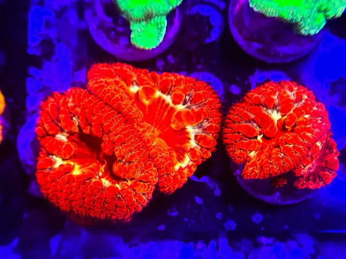 Coral King’s LLC Picture 4