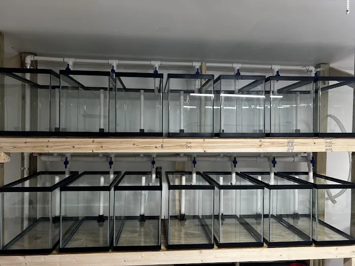 Coral King’s LLC Picture 3