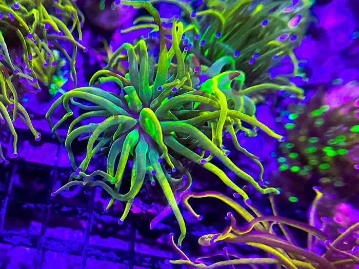 Coral King’s LLC Picture 5