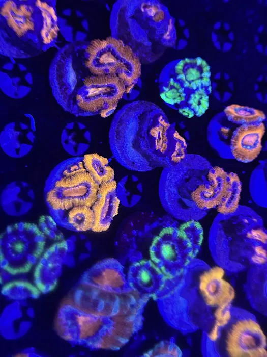 Coral King’s LLC Picture 6