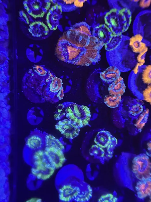 Coral King’s LLC Picture 9