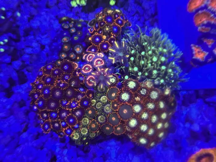 Coral King’s LLC Picture 7