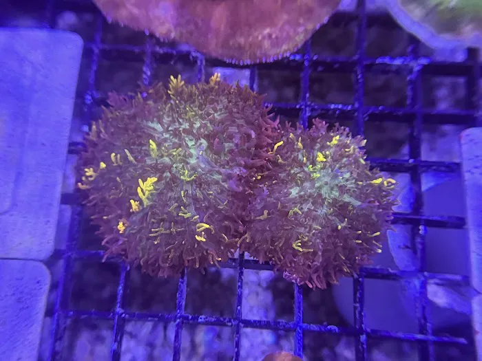 Coral King’s LLC Picture 10