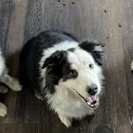 Dawn's Diggidy Dog Treats