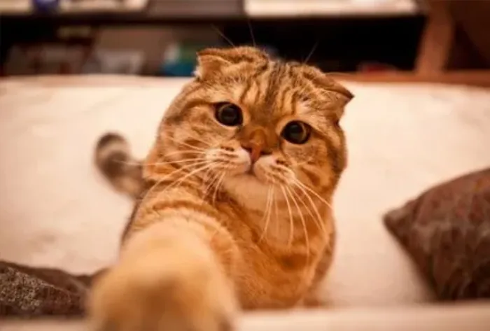 Metropolitan Cat Hospital Picture 1