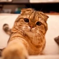 Metropolitan Cat Hospital ico