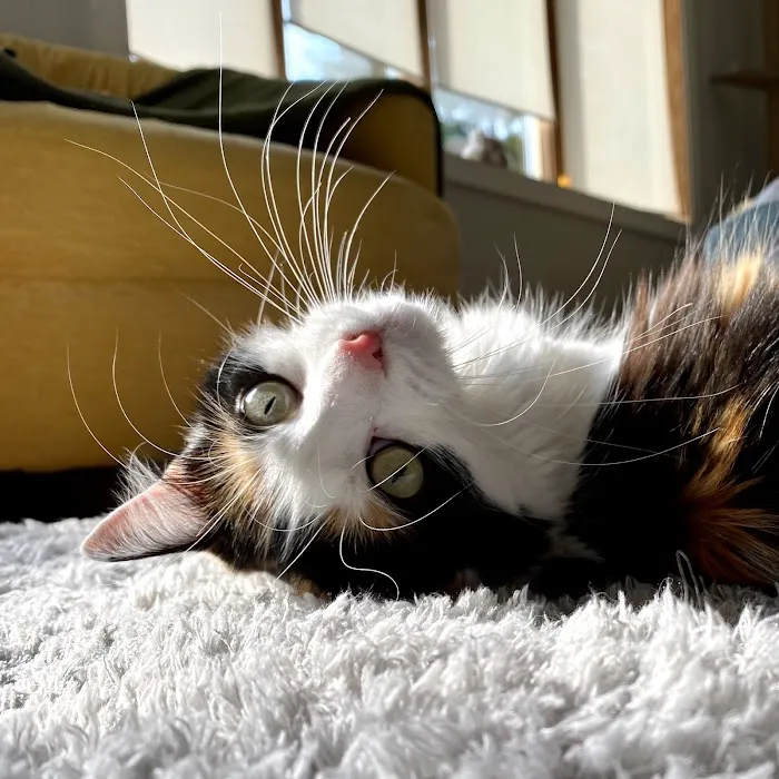 Metropolitan Cat Hospital Picture 2