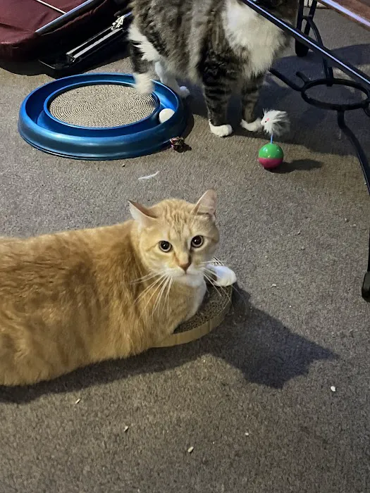 Metropolitan Cat Hospital Picture 4