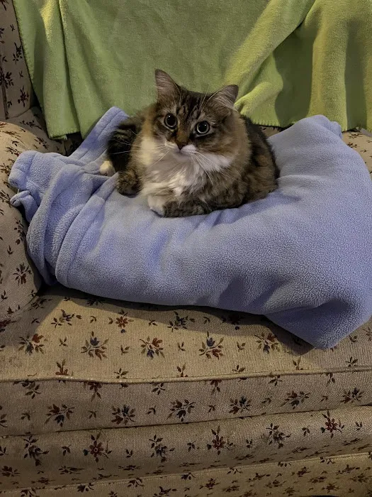 Metropolitan Cat Hospital Picture 5