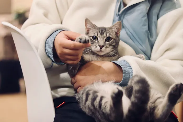 Metropolitan Cat Hospital Picture 7