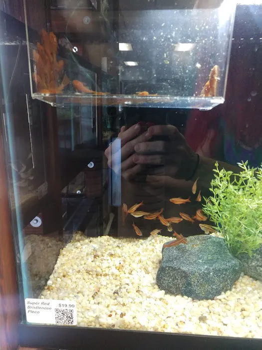 Clean Aquariums Picture 4
