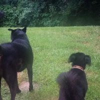 Northwest Animal Hospital ico