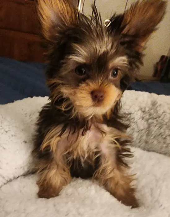 Northwest Animal Hospital Picture 9