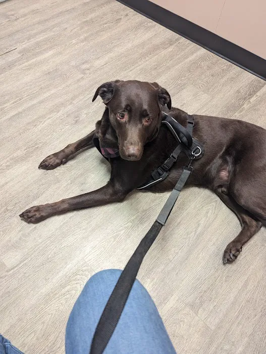 Westminster Veterinary Hospital Picture 4