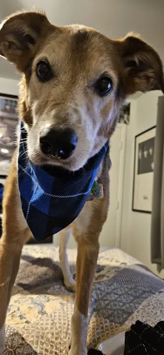 Westminster Veterinary Hospital Picture 9