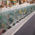 Chirping Friends Pets