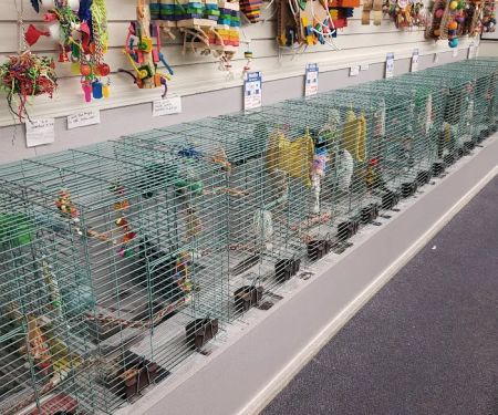 Chirping Friends Pets