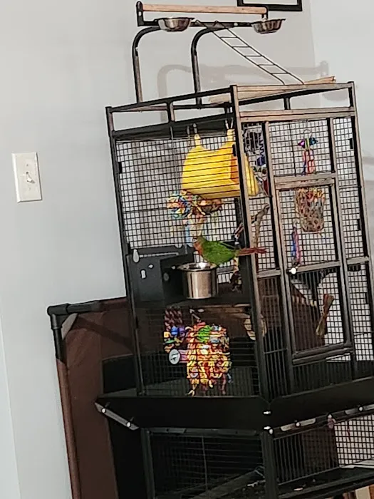 Chirping Friends Pets Picture 4