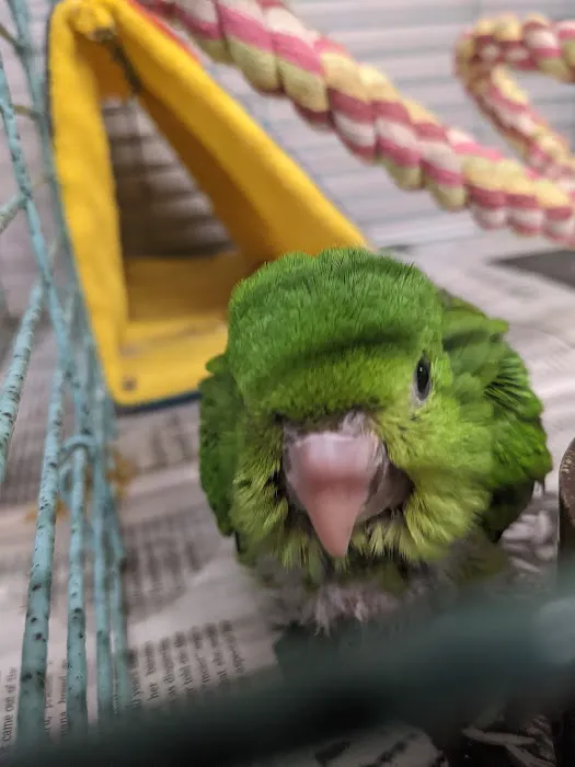 Chirping Friends Pets Picture 5