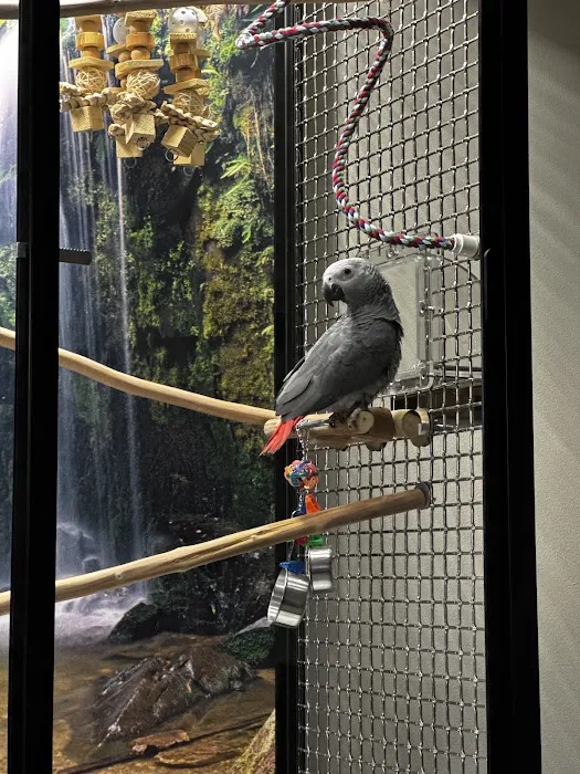 Chirping Friends Pets Picture 6