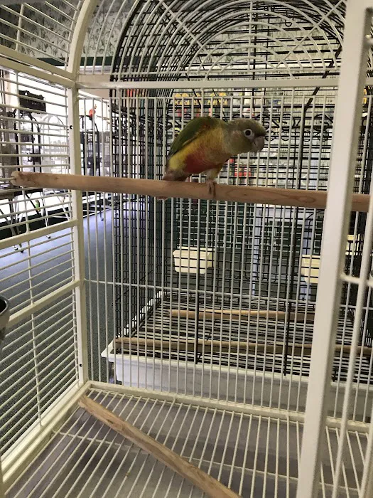 Chirping Friends Pets Picture 7