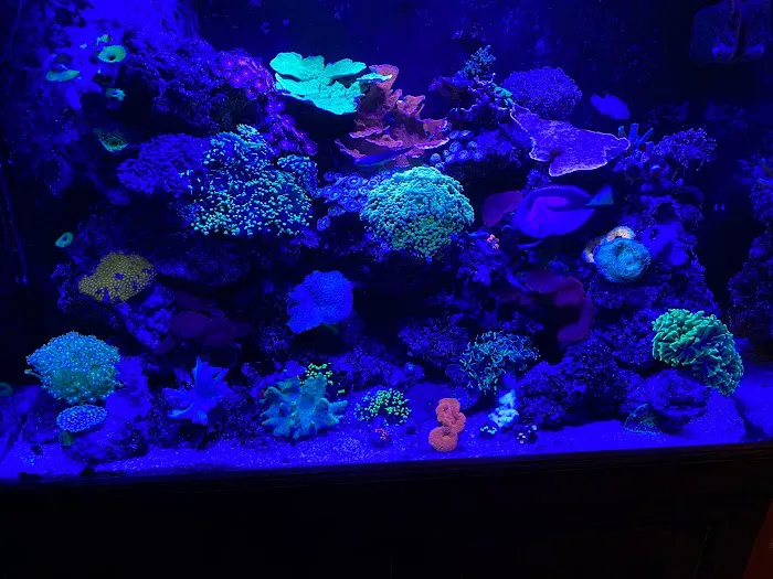 Aquarium Shine Picture 1