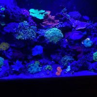 Aquarium Shine ico