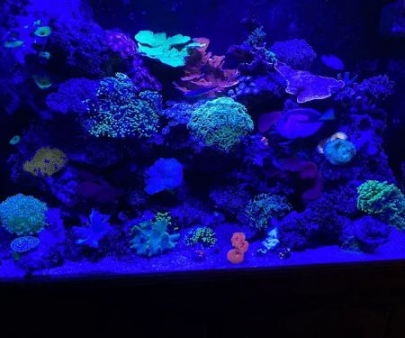 Aquarium Shine