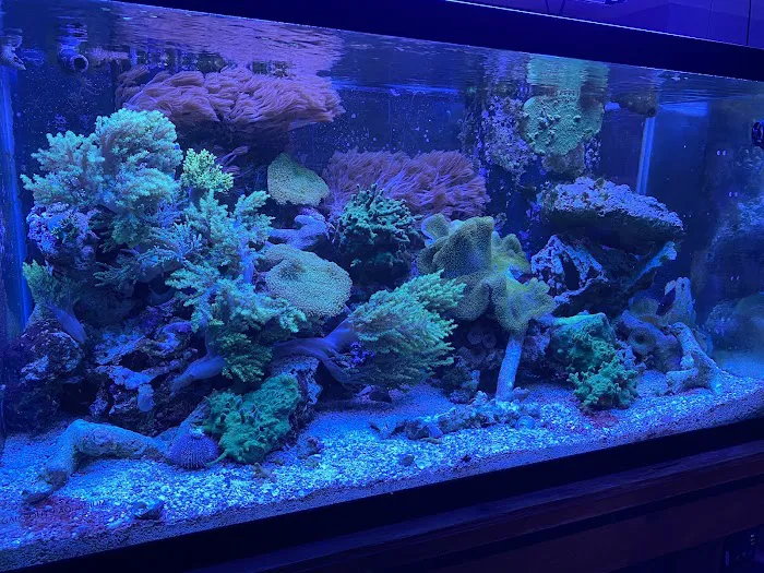 Aquarium Shine Picture 3