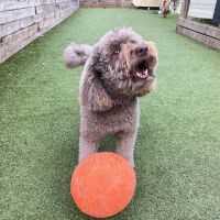 Hoffman Animal Hospital ico
