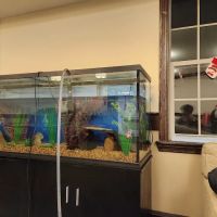 Michigan Aquatics ico