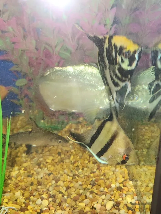 Michigan Aquatics Picture 5