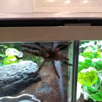 Petco ico