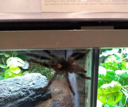 Petco