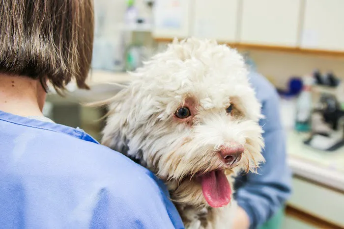 Bay Ridge Animal Hospital Picture 3