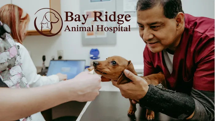 Bay Ridge Animal Hospital Picture 5