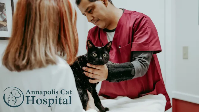 Annapolis Cat Hospital Picture 3