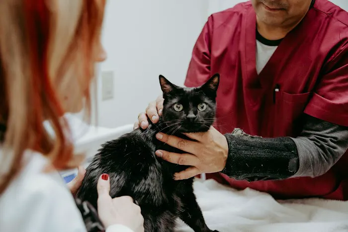 Annapolis Cat Hospital Picture 10