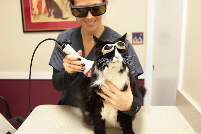 Annapolis Cat Hospital Picture 9