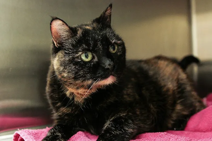 Annapolis Cat Hospital Picture 7