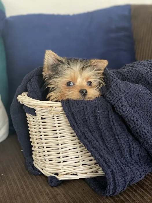 Woof Woof Puppies & Boutique Picture 6
