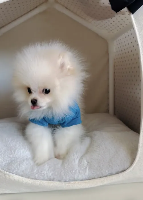 Woof Woof Puppies & Boutique Picture 8