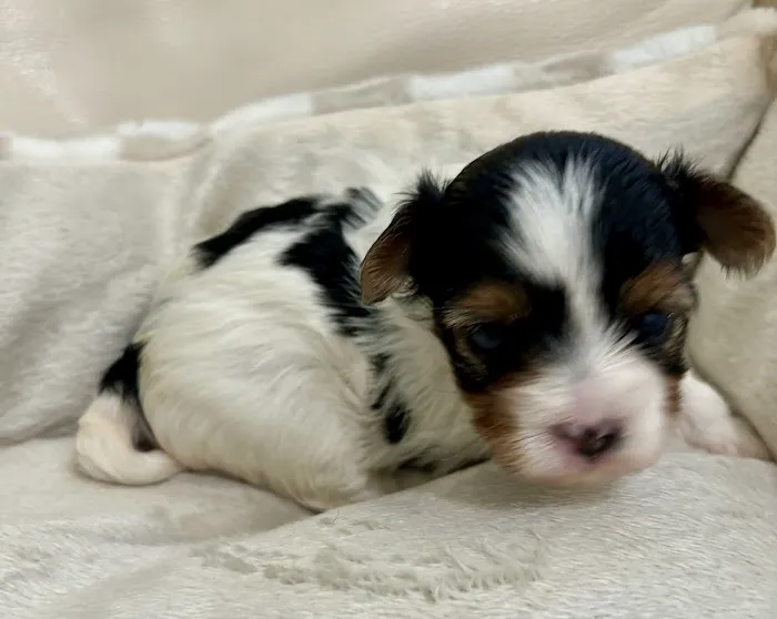 Woof Woof Puppies & Boutique Picture 9