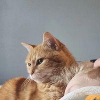 Bay Hills Animal Hospital ico