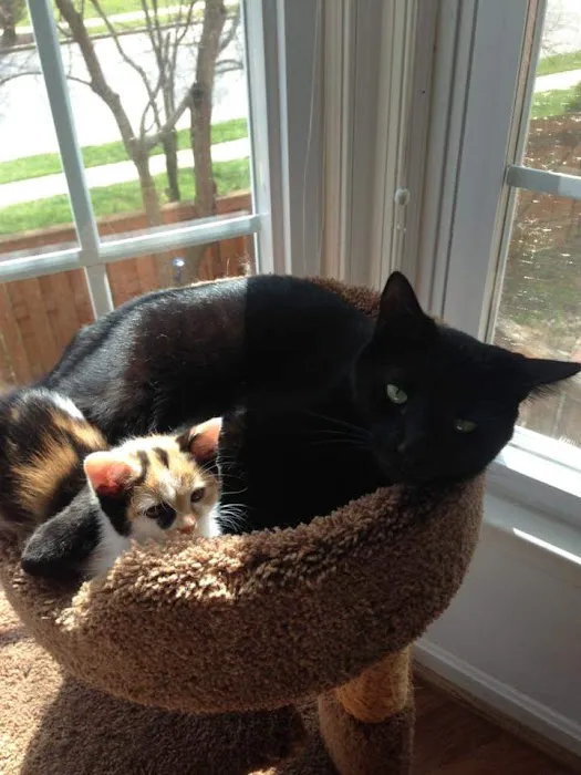 Bay Hills Animal Hospital Picture 5
