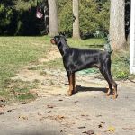 Annapolis Animal Hospital