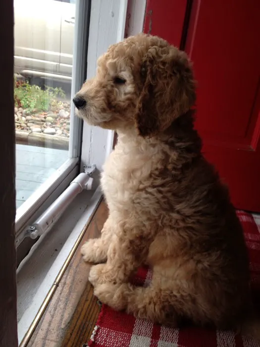 Annapolis Animal Hospital Picture 9