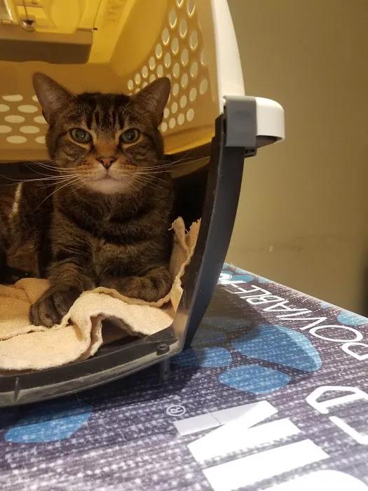 Annapolis Animal Hospital Picture 8