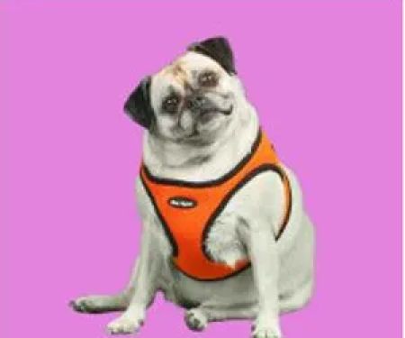 Classic Pet Supply